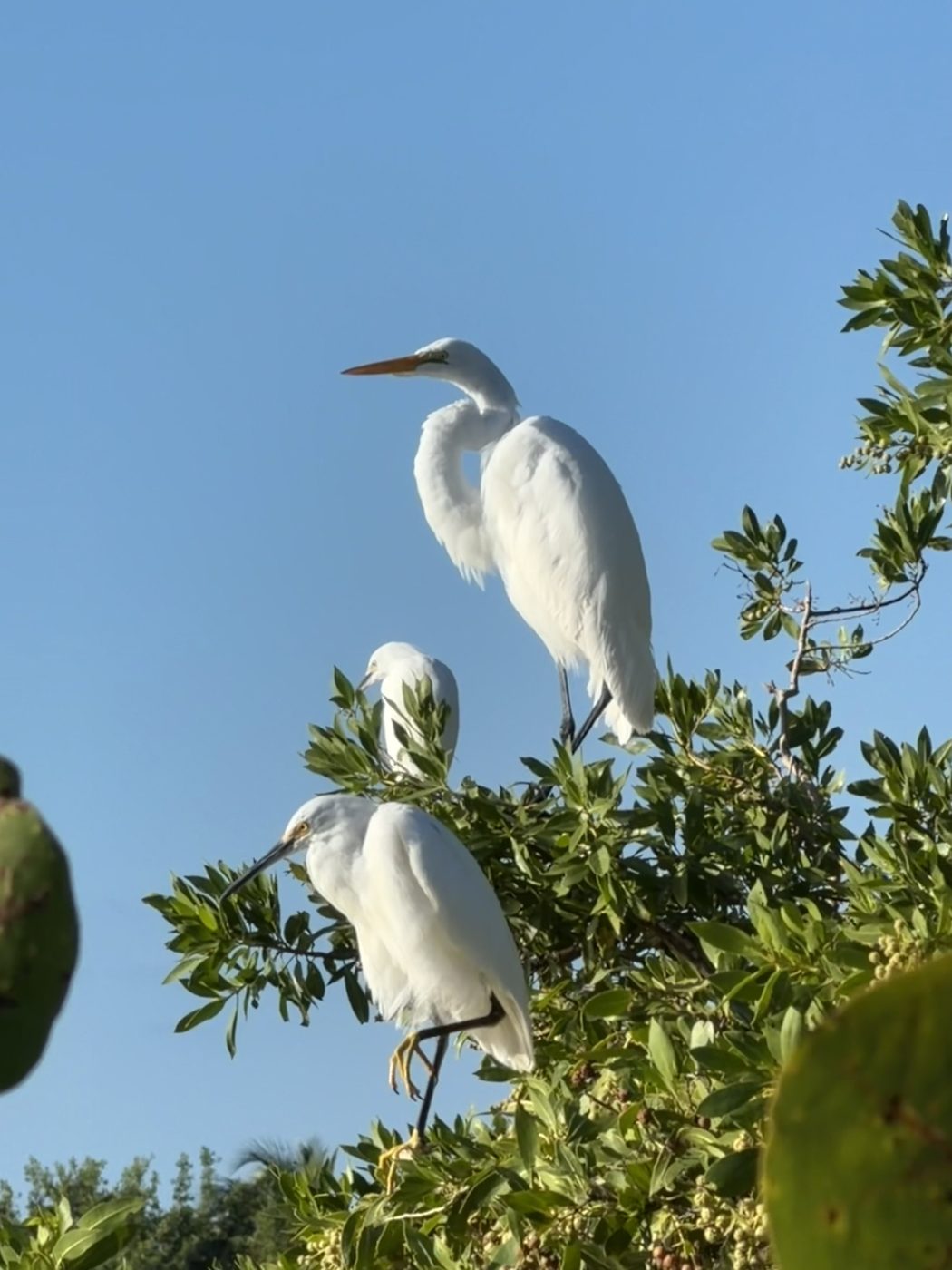 A great egret and a snowy egret perched together in the leaves of a sea grape tree.