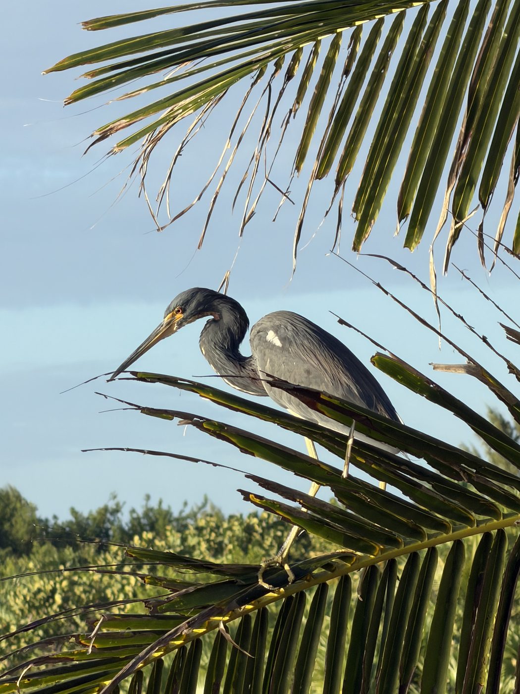 A tricolored heron perched among palm fronds.
