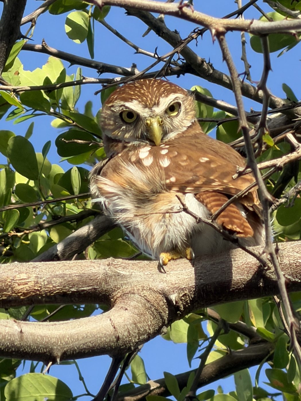 A ferruginous pygmy owl perched on a branch, looking directly at the camera.