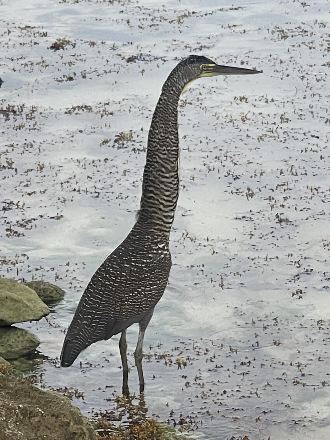 A bare-throated tiger heron standing in shallow water at the tideline.