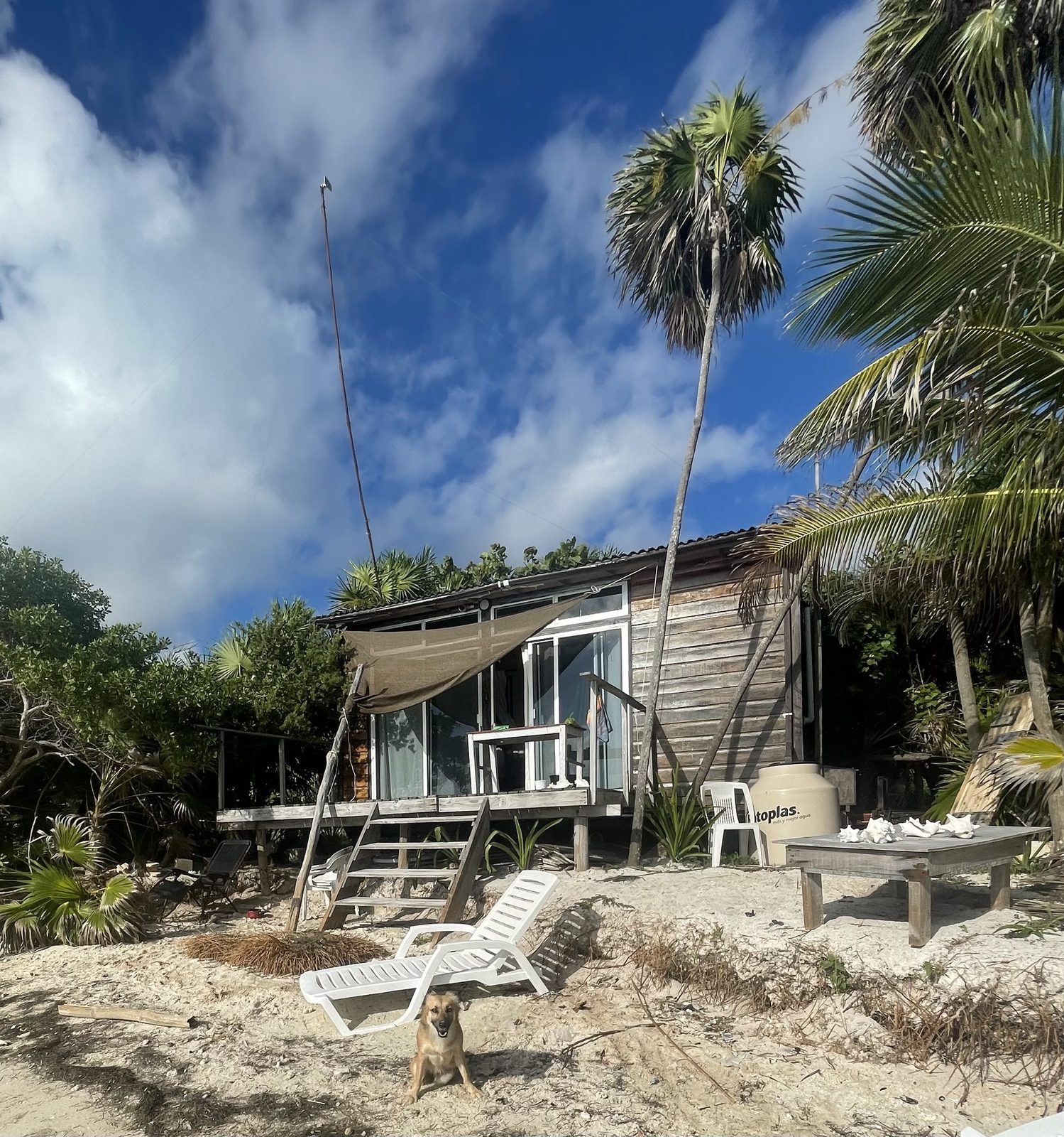The casa in daylight with a palm tree, two empty chairs on the deck, and a friendly local dog standing in the sand.