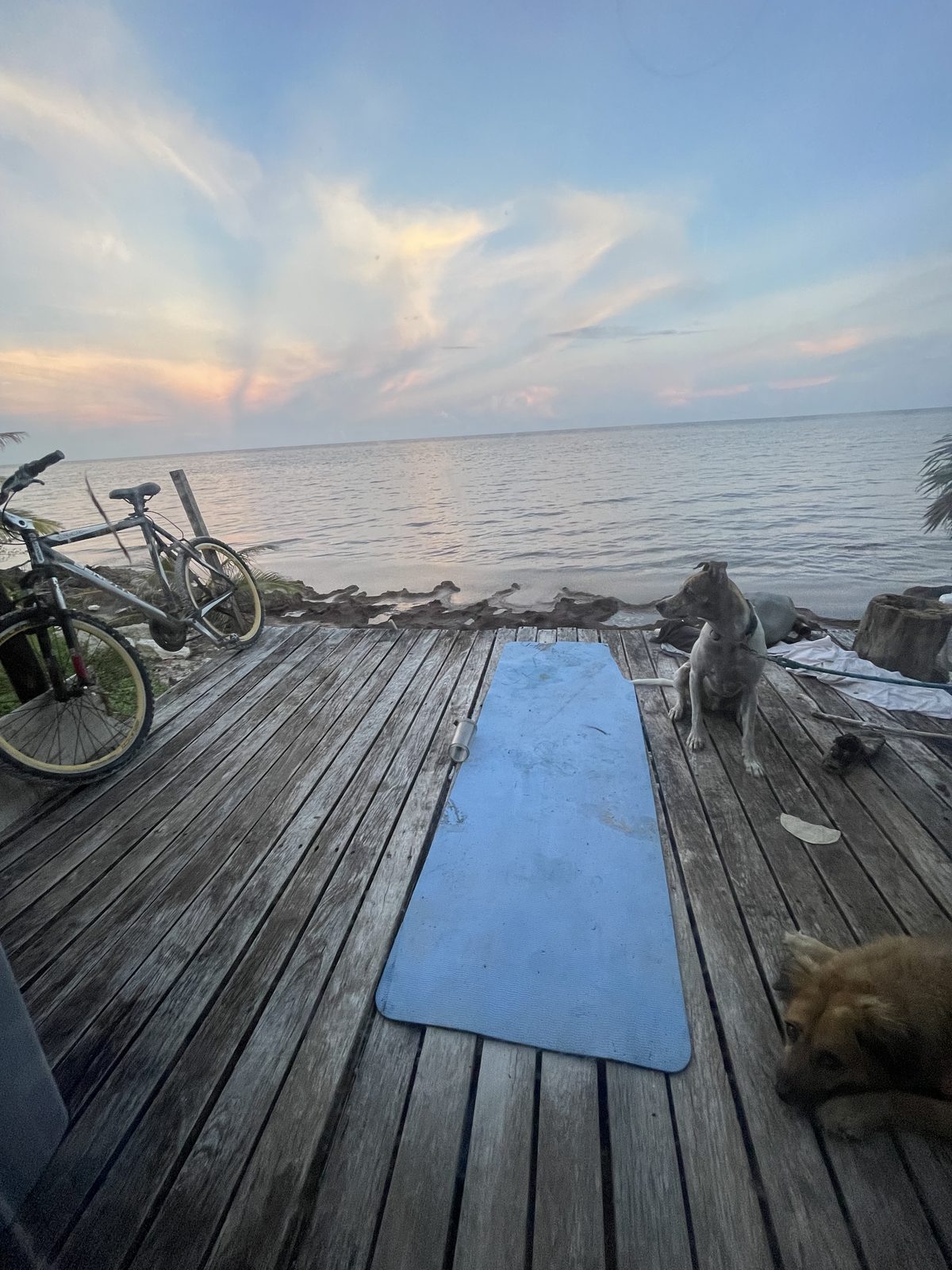 A yoga mat unrolled on the deck at dawn, a bicycle leaning against the rail, the dog watching.