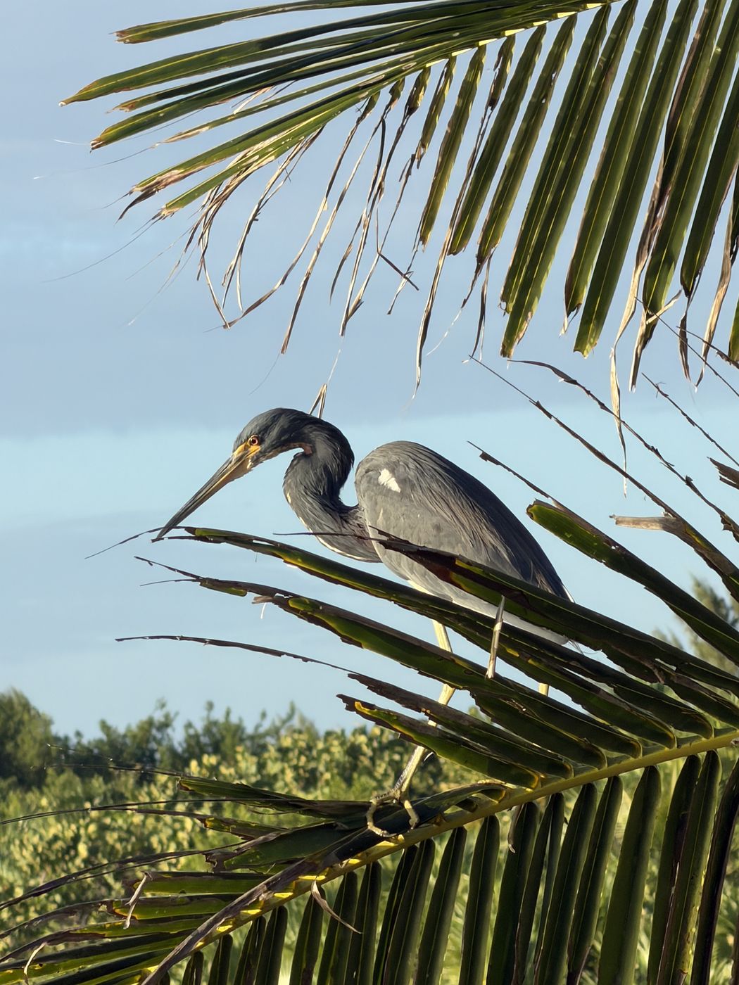 Tricolored Heron
