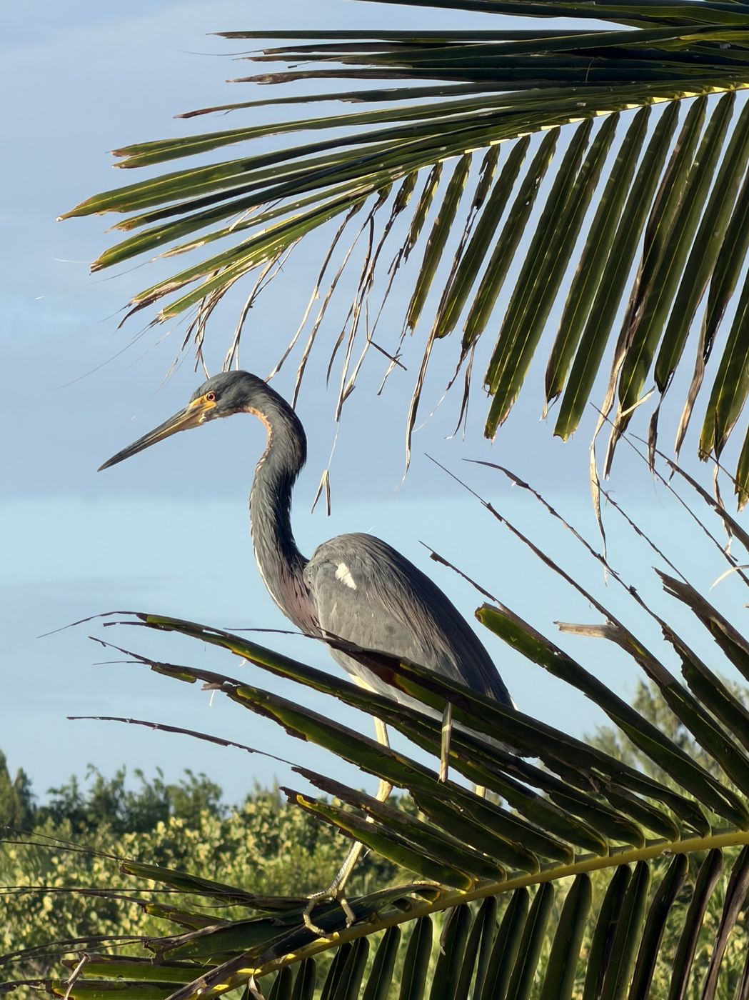 Tricolored Heron