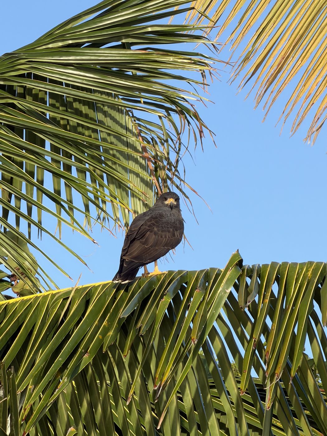 Common Black Hawk
