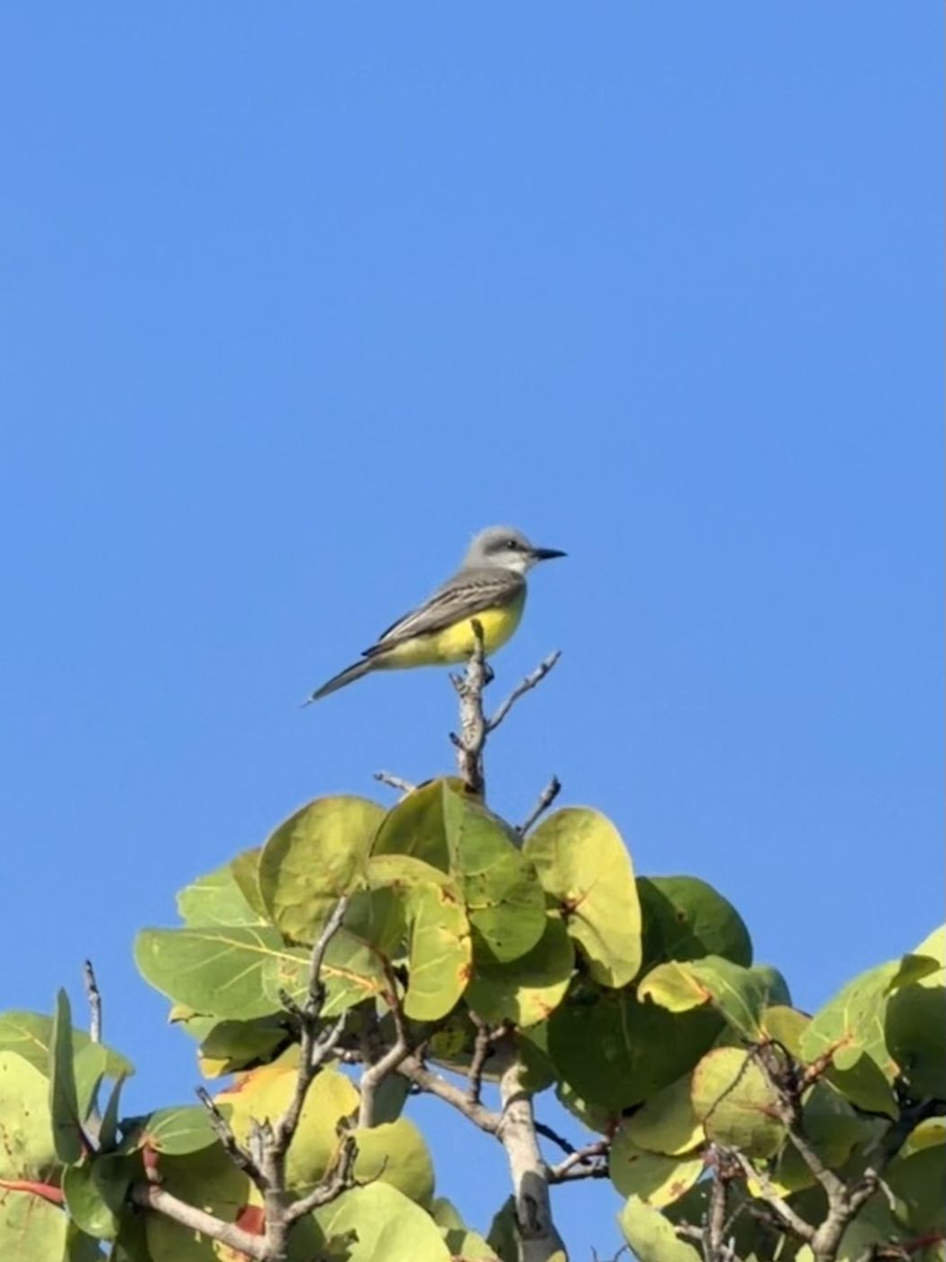 Tropical Kingbird