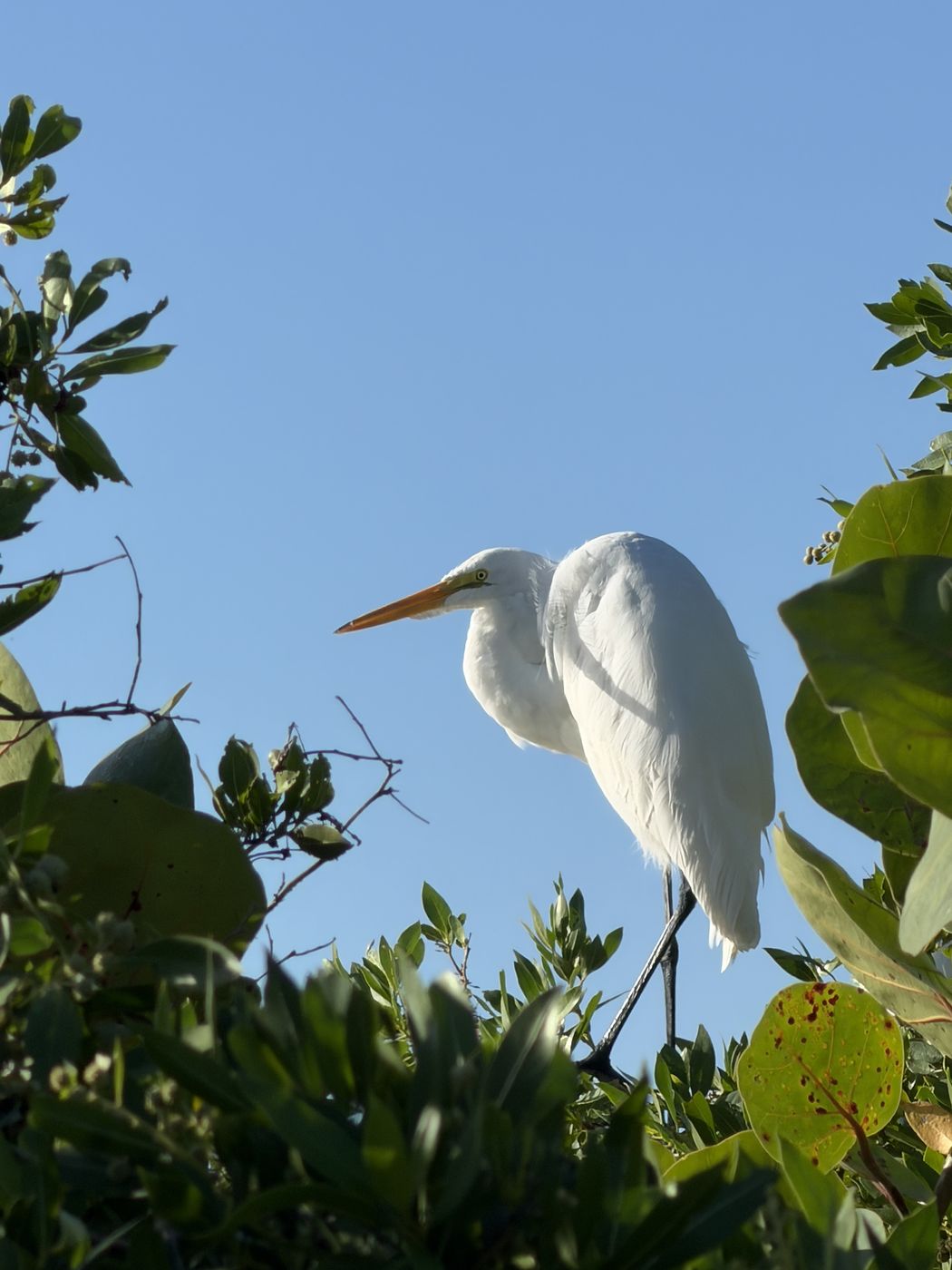 Great Egret