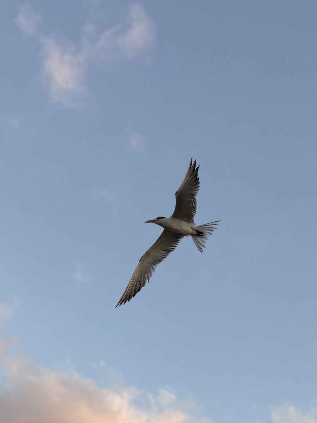 Royal Tern