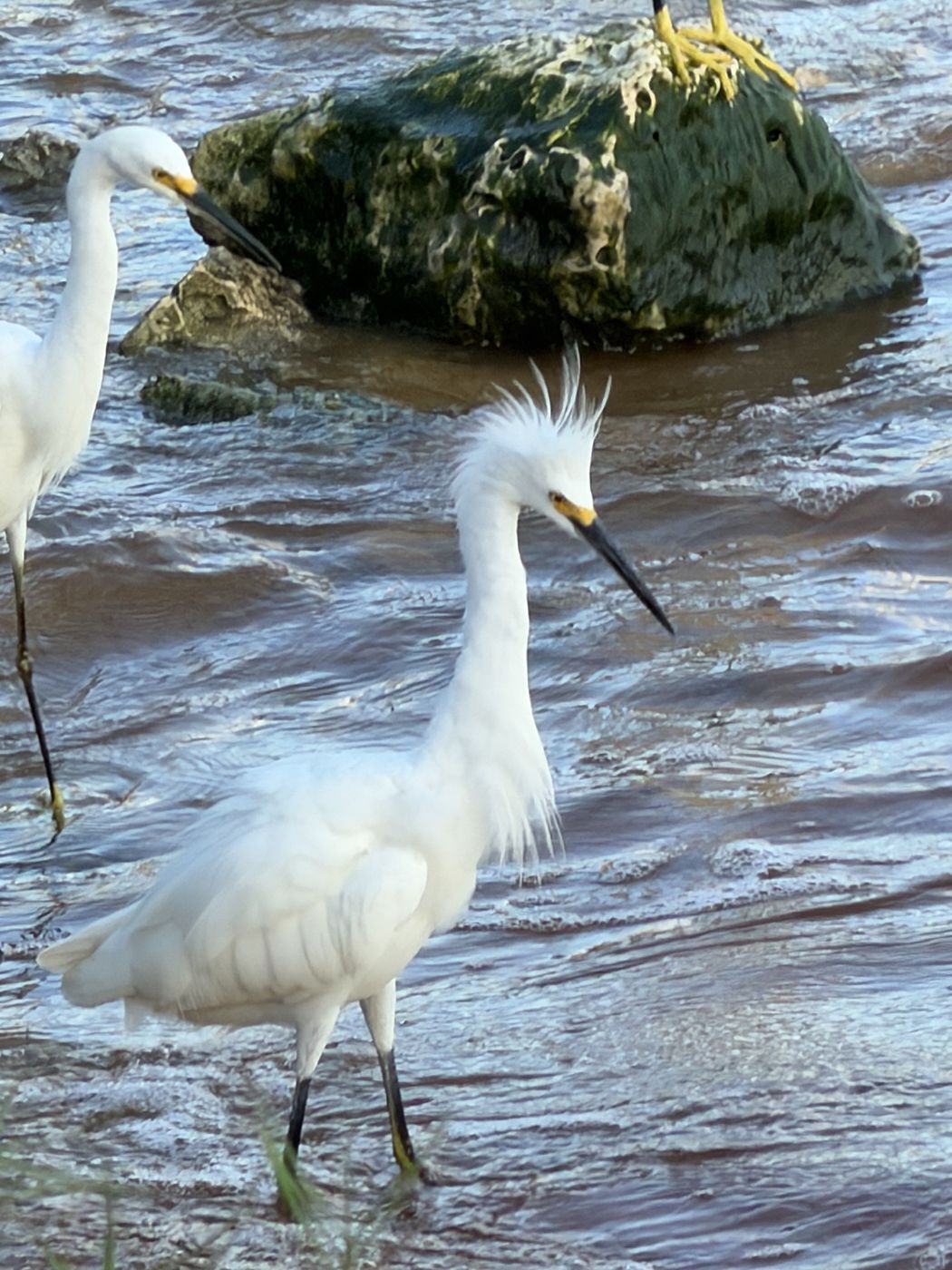 Snowy Egret
