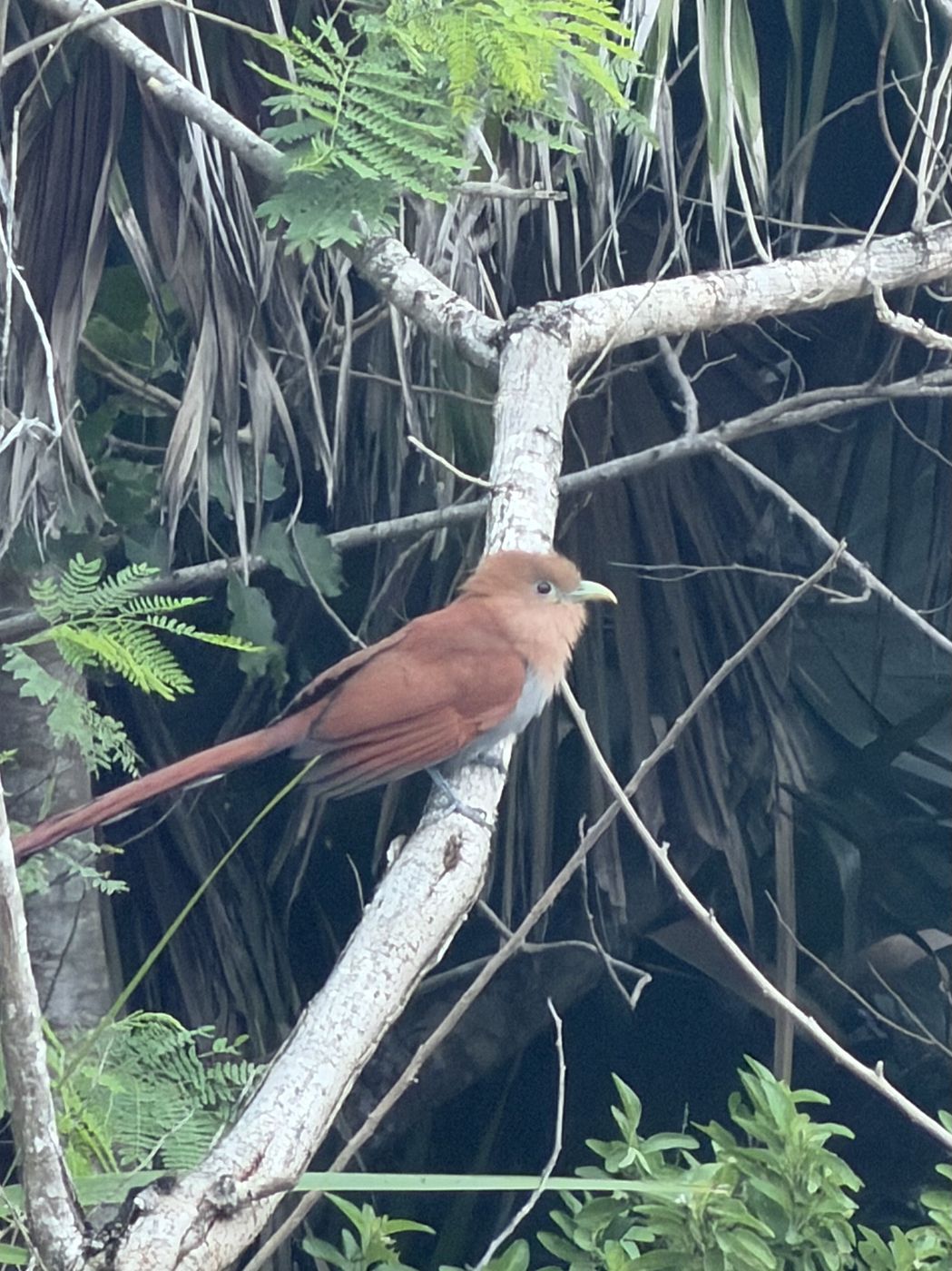 Squirrel Cuckoo