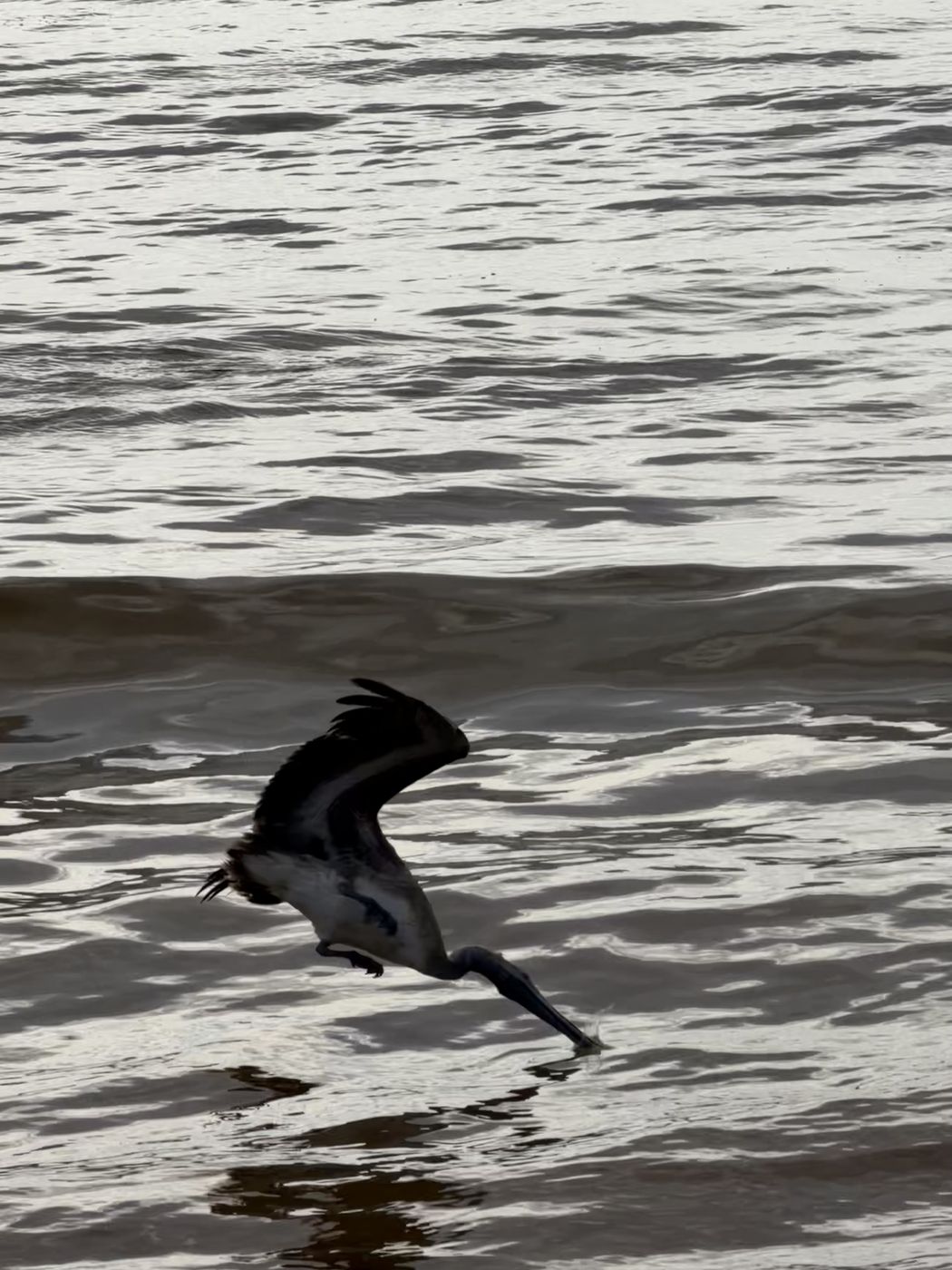 Brown Pelican