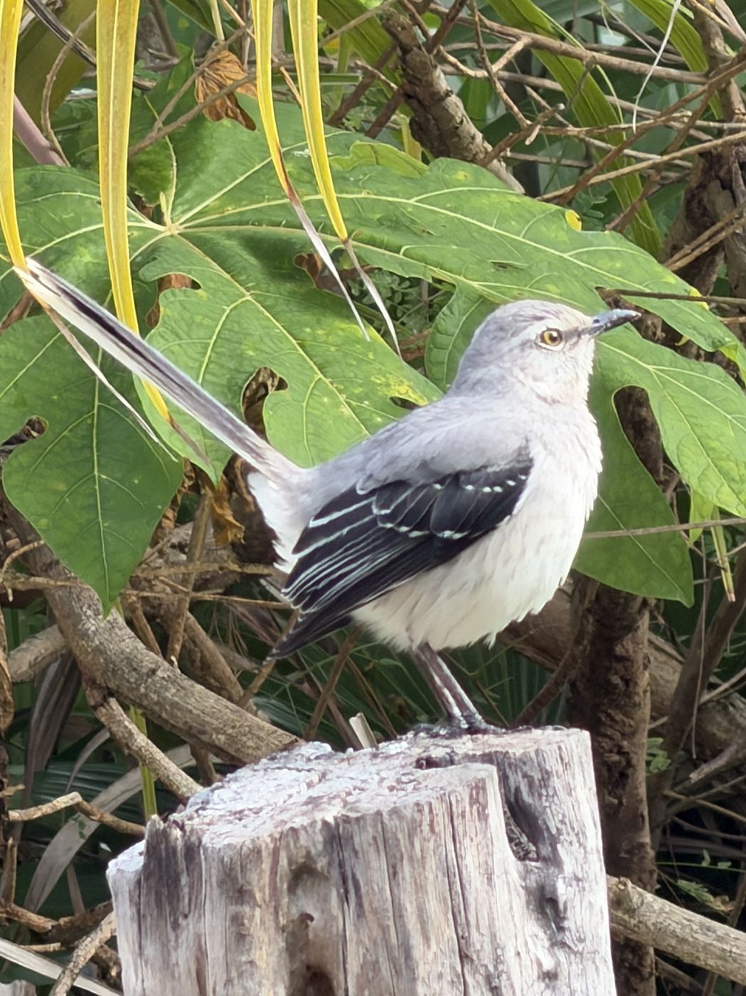 Tropical Mockingbird