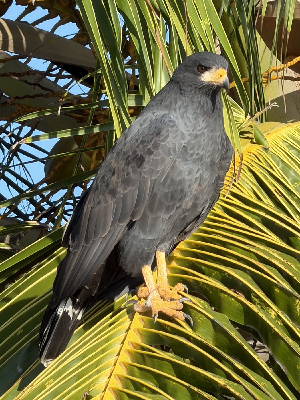 Common Black Hawk