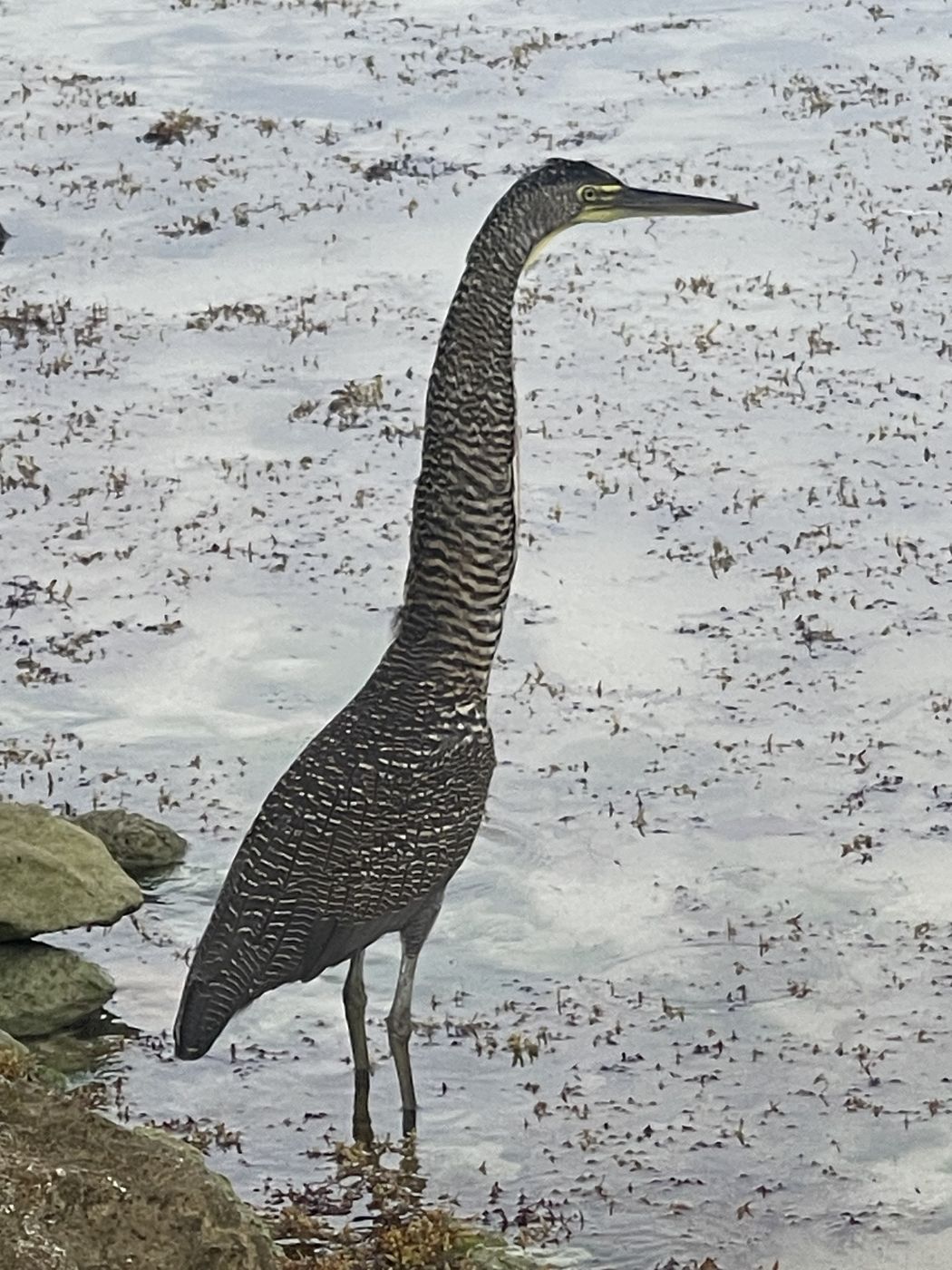 Bare throated Tiger Heron