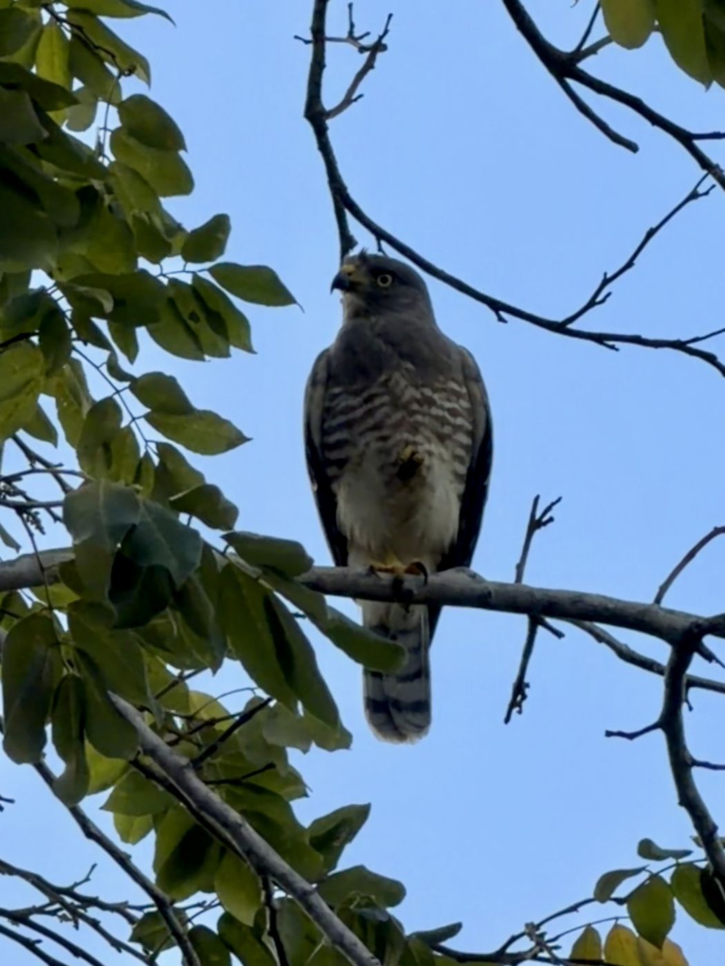 Roadside Hawk