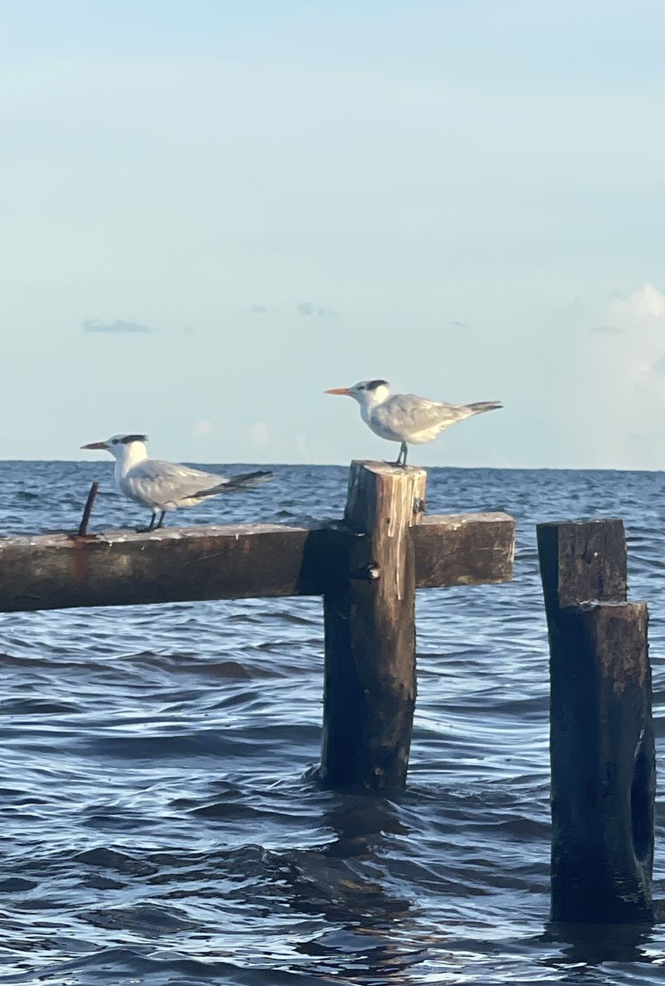 Royal Tern