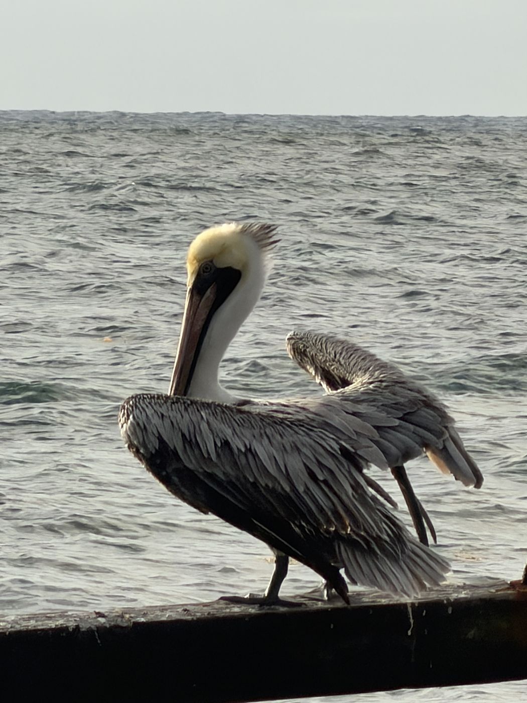 Brown Pelican
