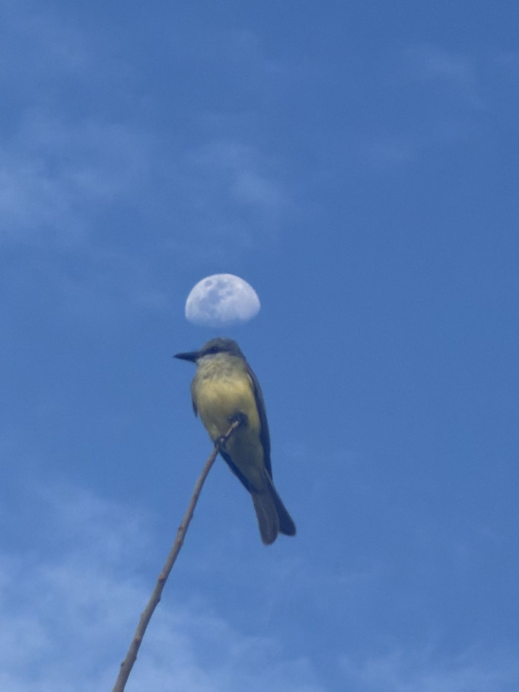Tropical Kingbird