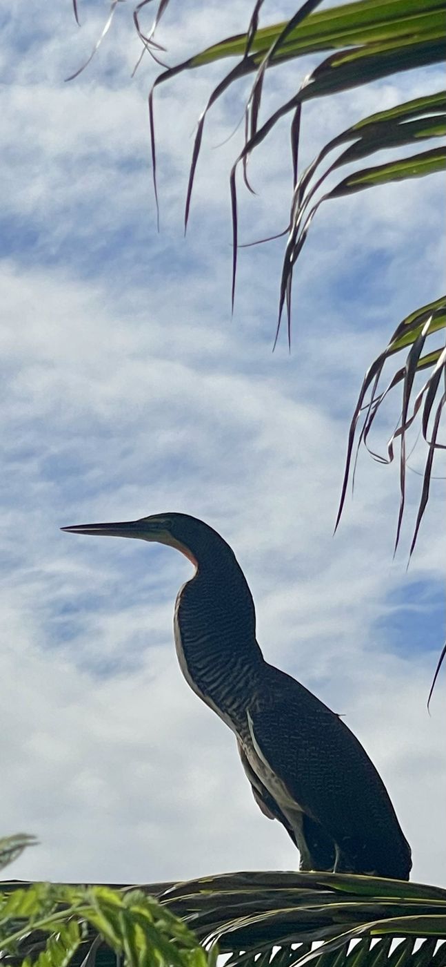Bare throated Tiger Heron