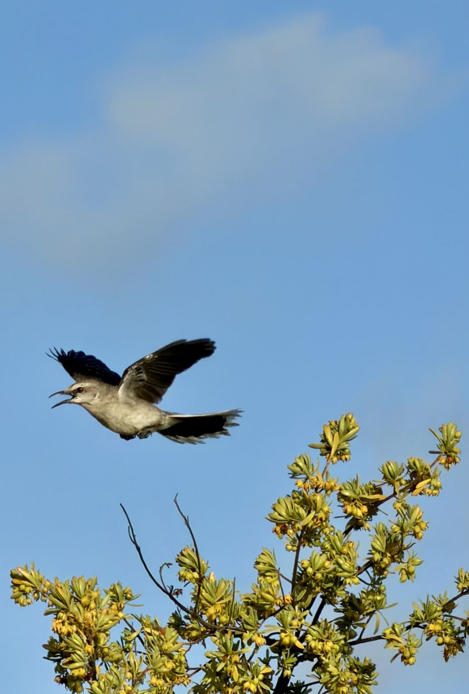 Tropical Mockingbird