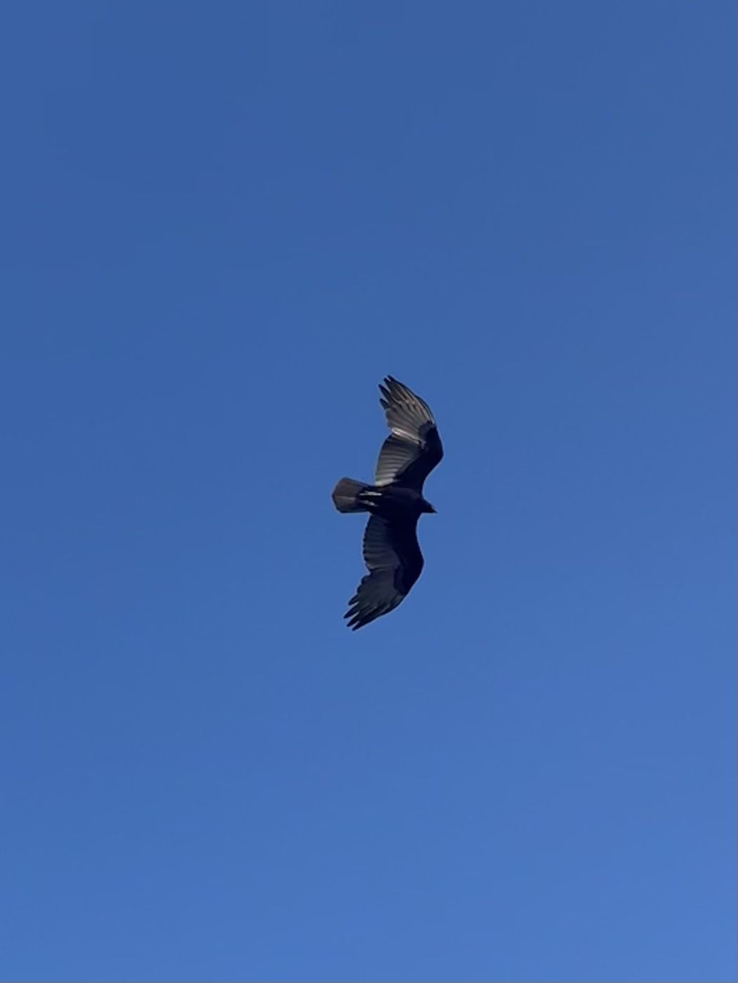 Turkey Vulture