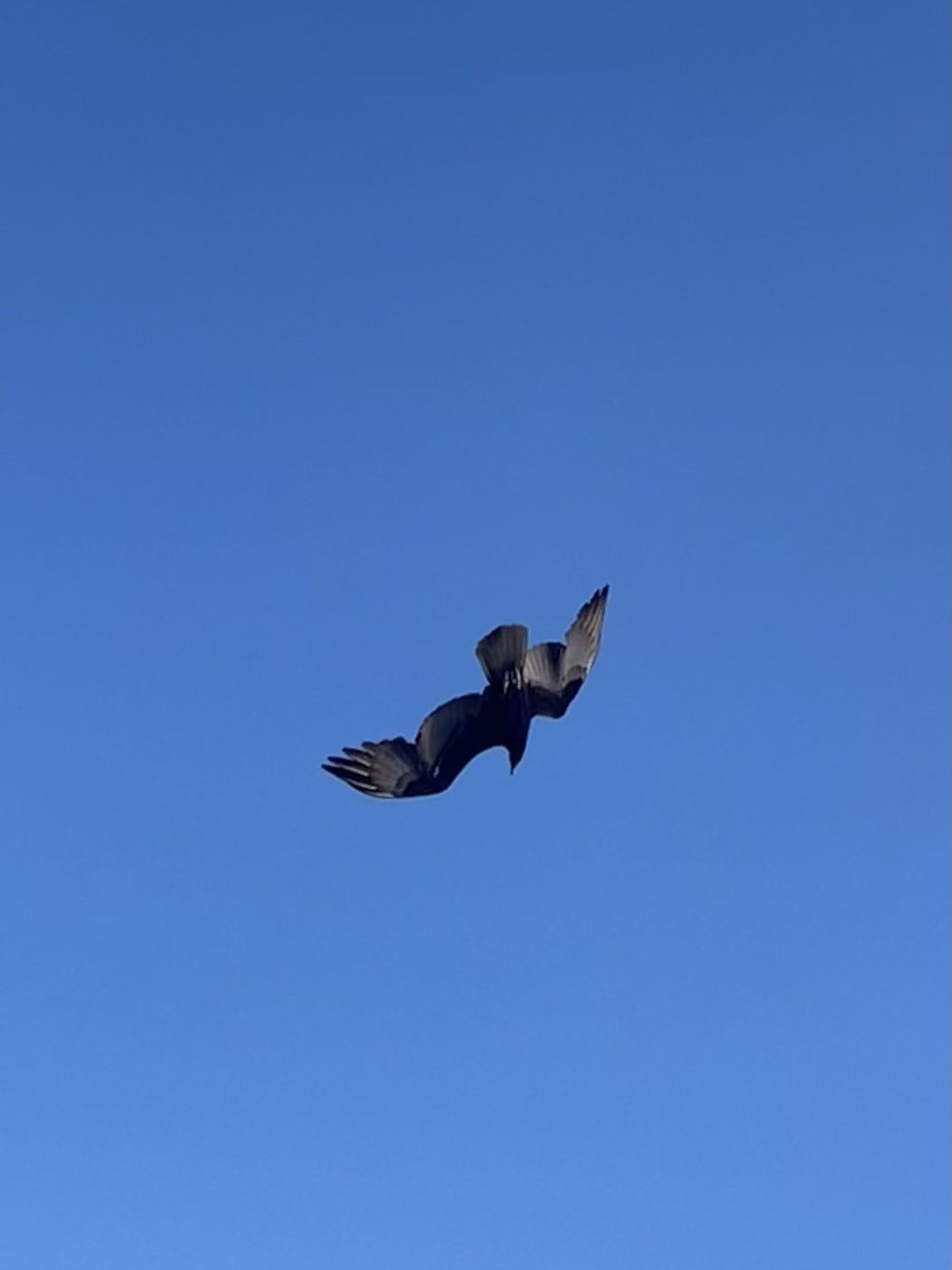 Turkey Vulture