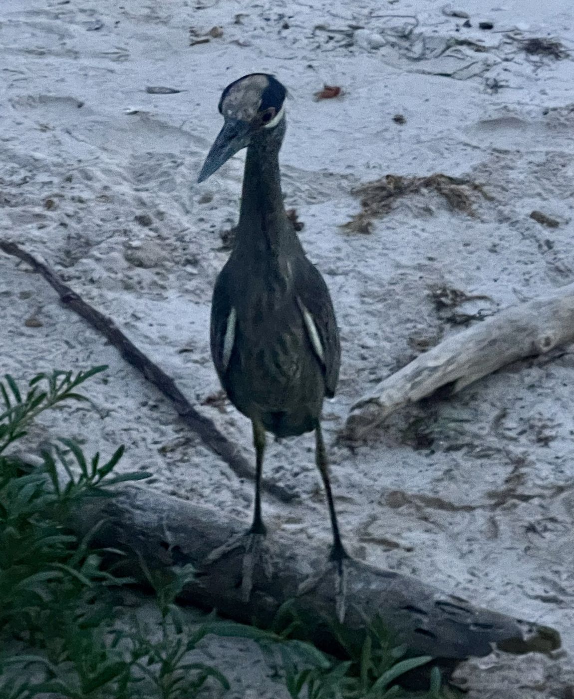 Yellow crowned Night Heron