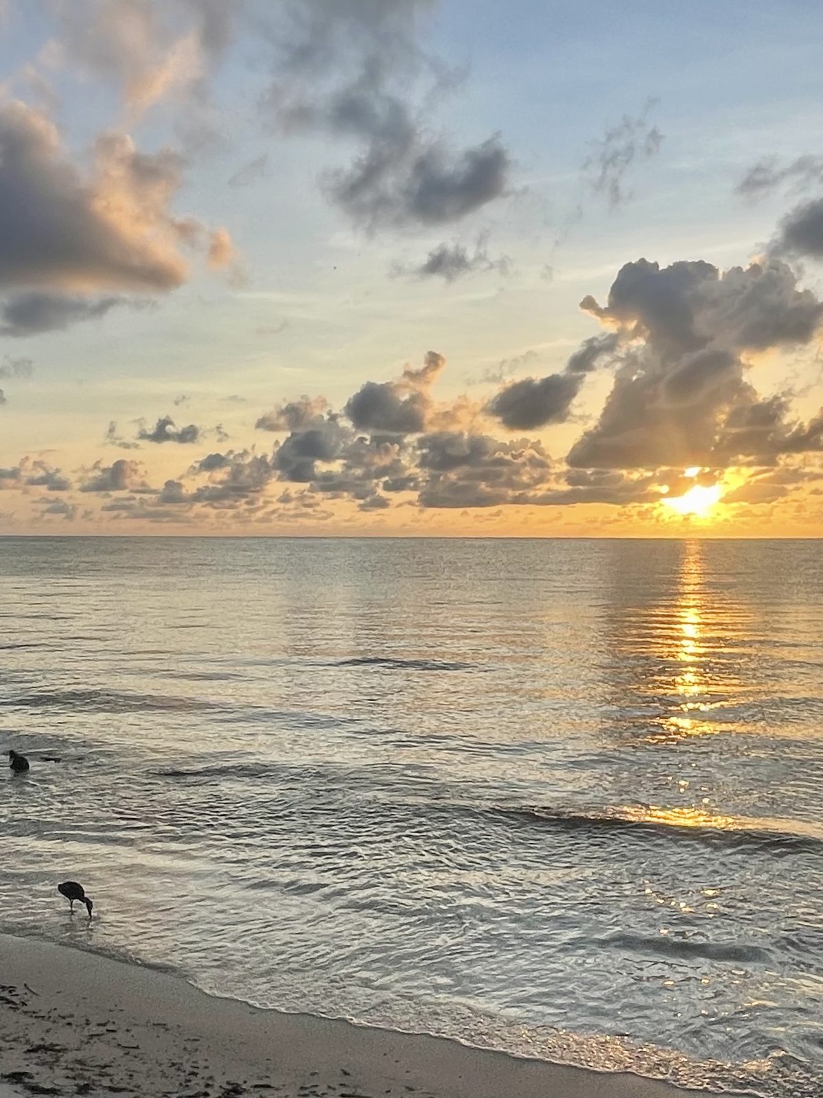 Dawn on the beach: a small wading bird foraging at the tideline, sun reflecting off wet sand.