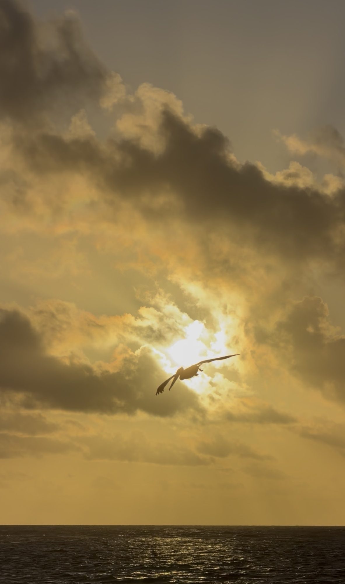 A pelican silhouetted against the morning sun coming through dense cloud.